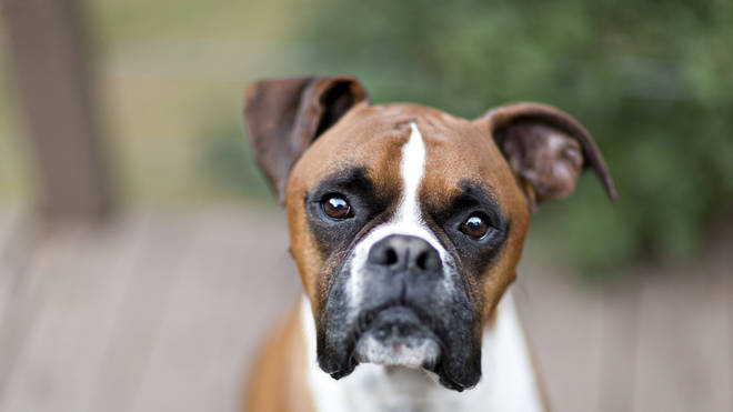 The Boxer dog came in third place in the ranking