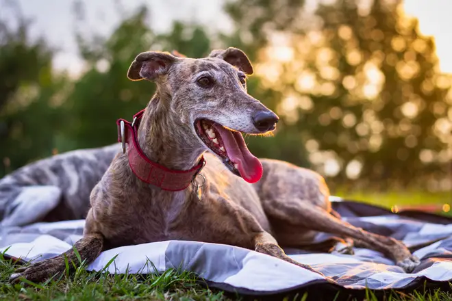 The Greyhound is known to be gentle and affectionate