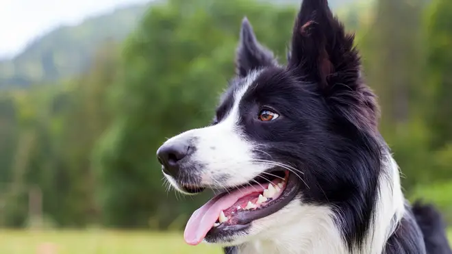 Border Collies are energetic, loyal and alert