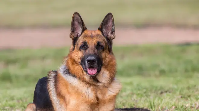 German Shepherds are very intelligent as well as loyal to their owners