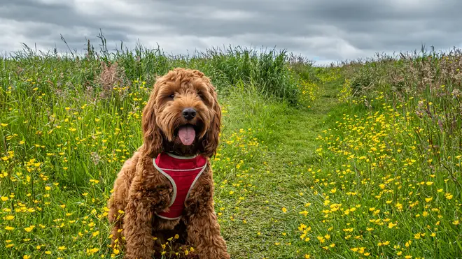 Cockapoos are becoming increasingly popular across the UK thanks to their loving nature