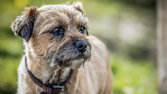 Border Terriers are little dogs with big personalities and low grooming needs