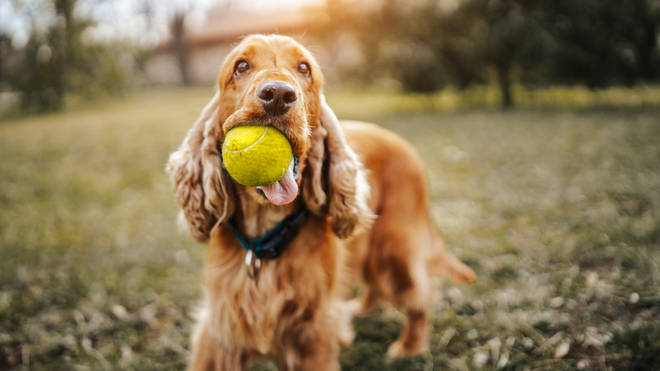 The English Cocker Spaniel is an active, cheerful and sporty dog