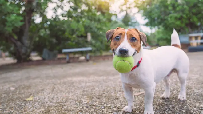 The Jack Russell is a perfect family dog, especially if you have kids over the age of three or four