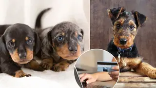 Puppy scams are on the rise