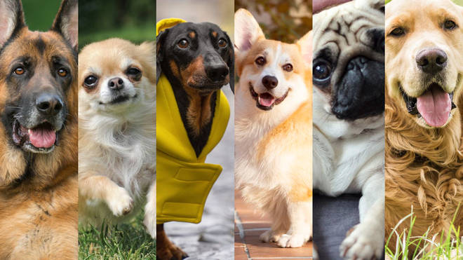 Answer these eight questions and we'll tell you which dog you are