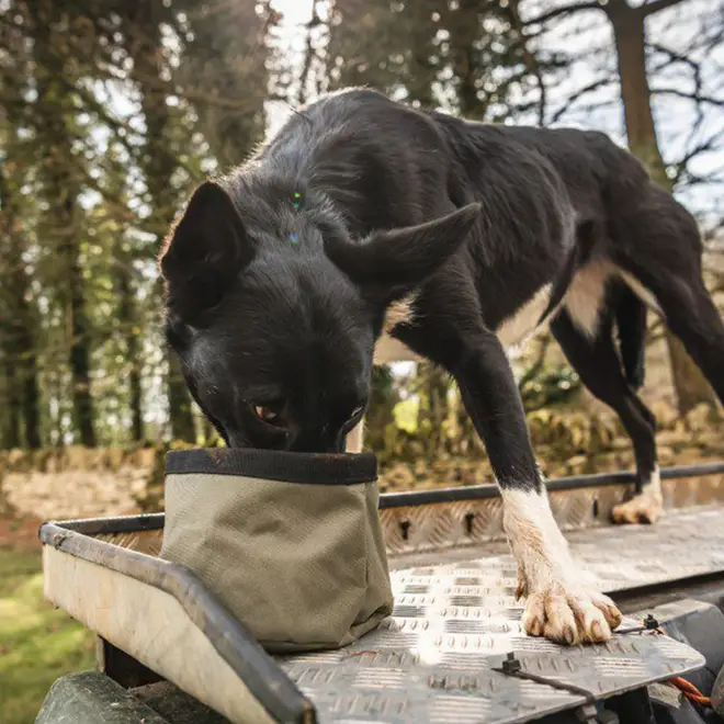 This lightweight portable dog bowl will keep your pooch hydrated