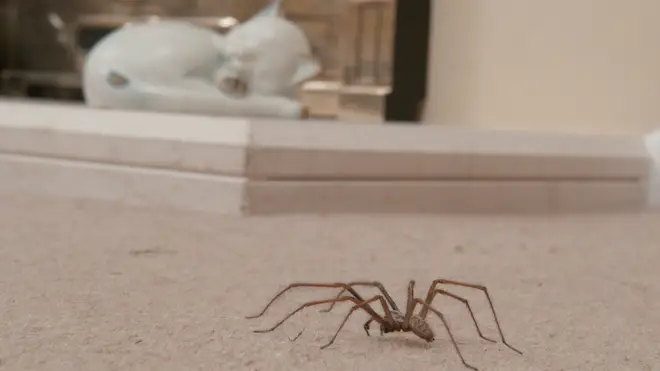 Thousands of spiders are set to invade UK homes