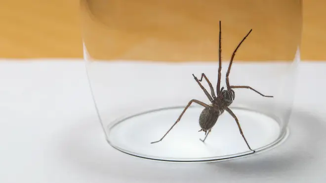 Most UK spiders can't harm humans