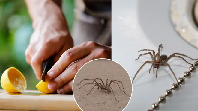 Here's how to keep spiders away from your home this year