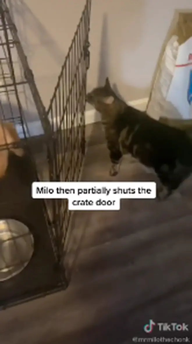 Milo uses his nose to close the crate, leading the dog to believe he can not leave