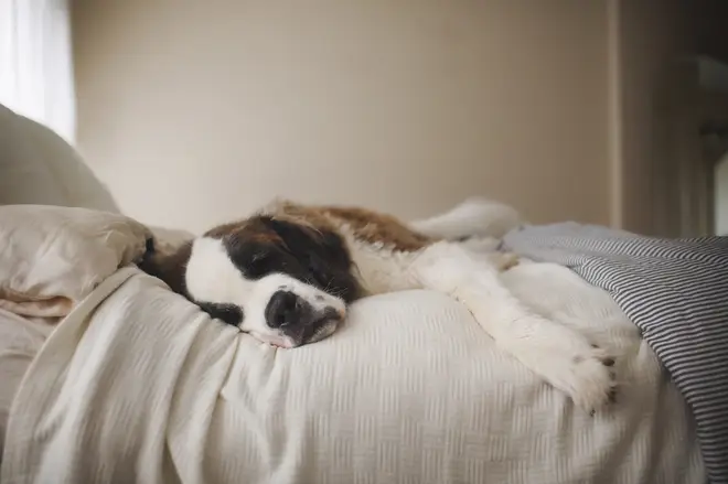 Dogs were preferable sleeping partners to cats (and humans!)