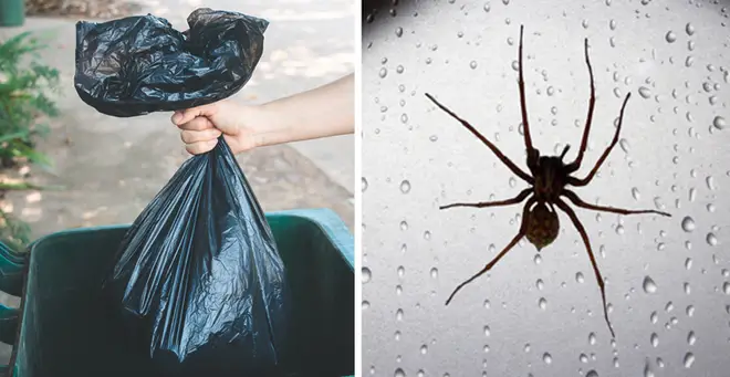 Keeping your outside bin clean can help keep spiders out of your house (stock images)