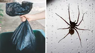Keeping your outside bin clean can help keep spiders out of your house (stock images)