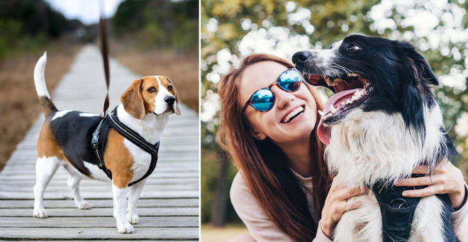 Many dog owners use harnesses when walking their dogs (stock images)