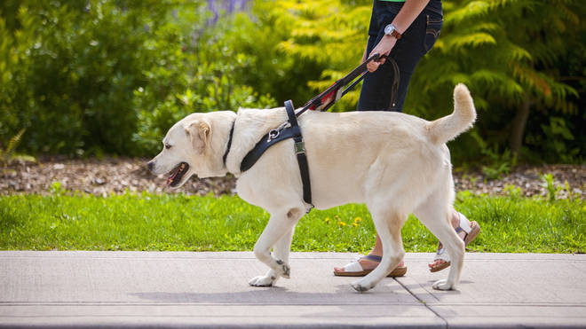 Dogs are required to wear tags by law (stock image)