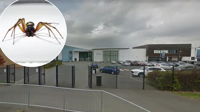 A school has had to close in Northampton due to a spider infestation