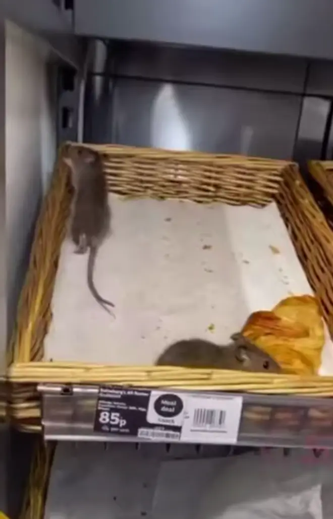 Two rats can be seen crawling over the basket of croissants