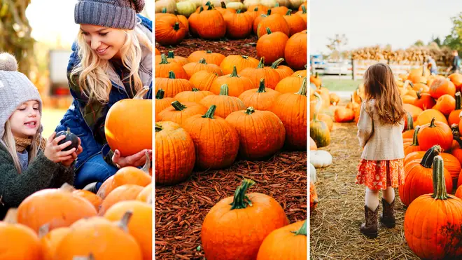 The UK's best pumpkin patches of 2022 for the perfect Halloween day out