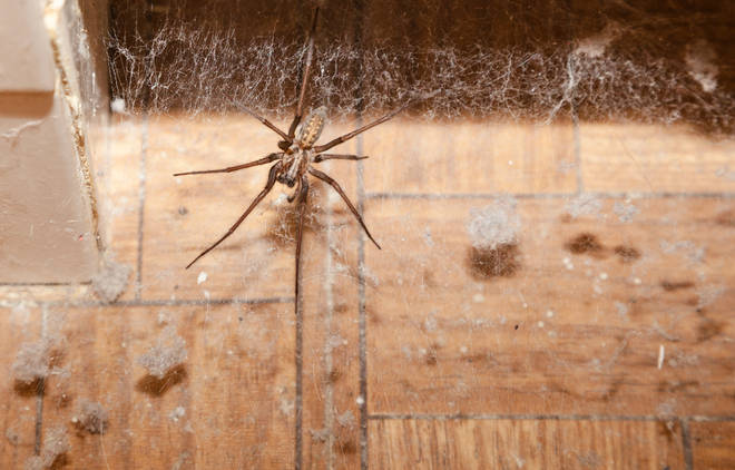 Spiders are entering homes across the UK over autumn in search of a mate