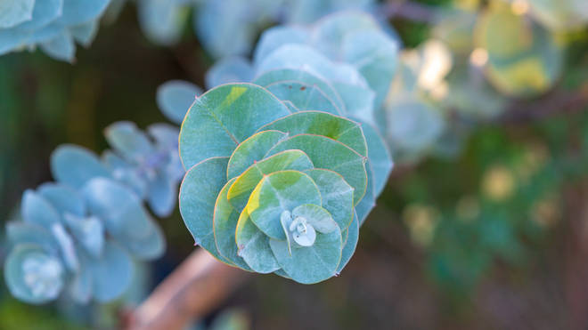 You can add Eucalyptus to water and witch hazel to make a repellent spray