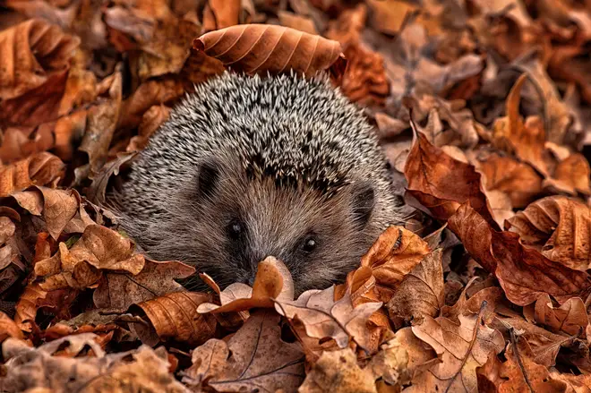 Hedgehogs are among the animals living in Center Parcs' surrounding forest
