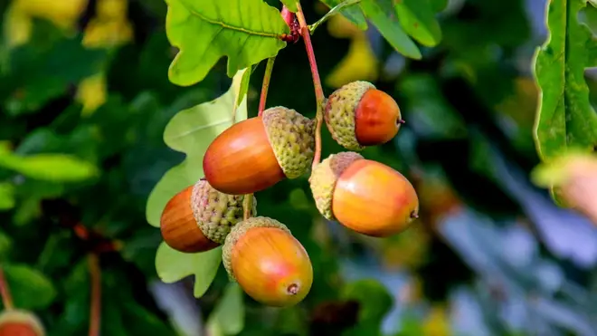 Acorns and Conkers can be dangerous