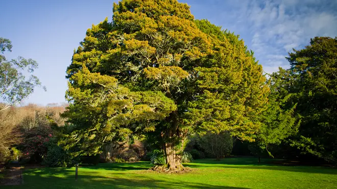 Yew trees can be toxic to your dog