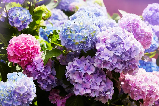 Hydrangeas are harmful to pets