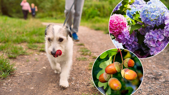 How to protect your dog from dangerous plants