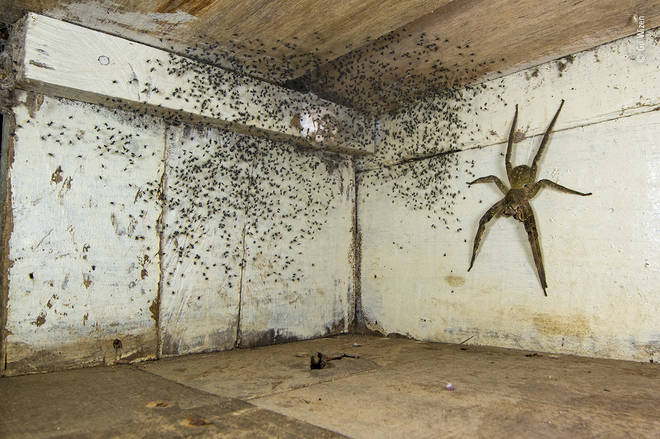 The photographer found this spider scene under his bed after becoming suspicious about the amount of spiders in his room