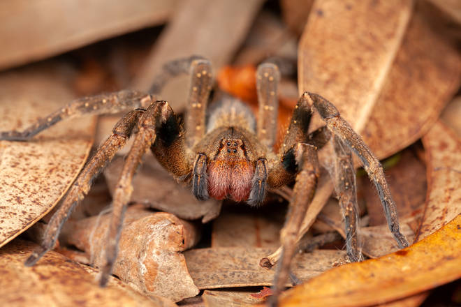 Brazilian wandering spiders produce toxic venom to hunt frogs and cockroaches