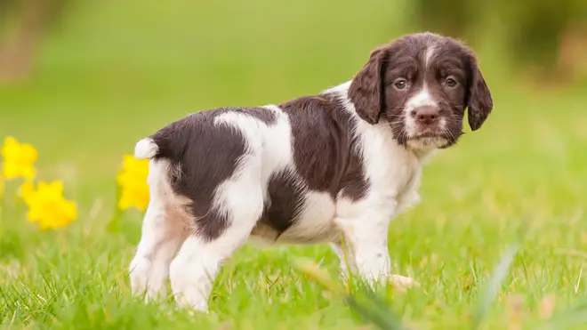 Some bosses are allowing people to take time off for new puppies