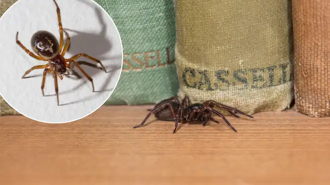 Spiders could be invading your homes this month