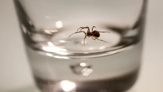 Spiders could be invading your home