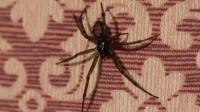 False Widow spiders are usually harmless to humans