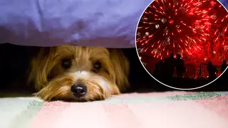You could be fined for setting off fireworks near your pets