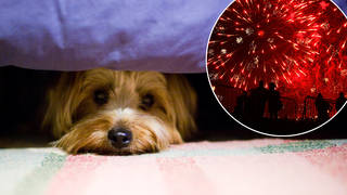 You could be fined for setting off fireworks near your pets