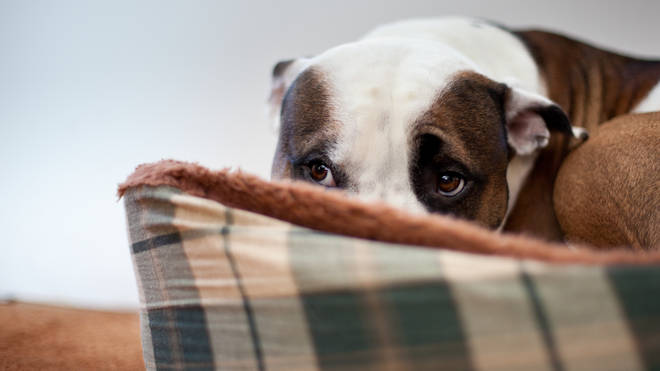 Dogs can be left terrified by fireworks