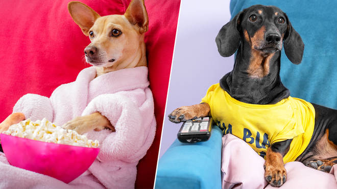 A dog TV channel is coming to the UK