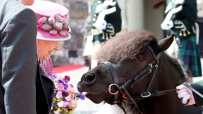 The mischievous pony tried to snack on the Queen's flowers, but she was having none of it