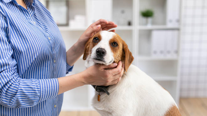 Other pets have previously tested positive for coronavirus