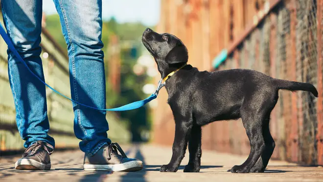 A man has been fined for breaking a dog walking rule