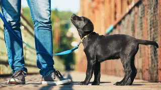 A man has been fined for breaking a dog walking rule