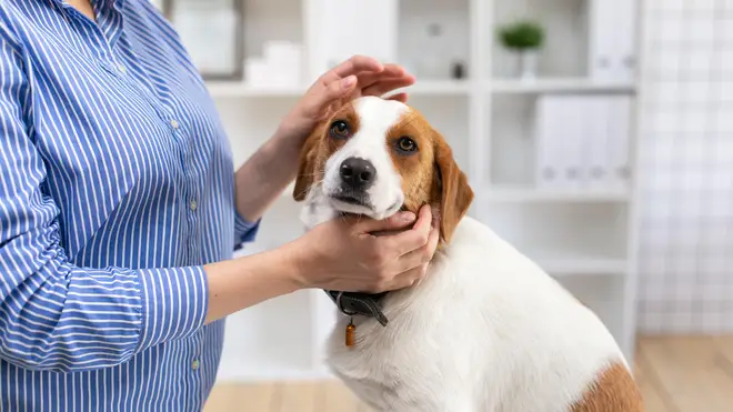 You should get your dog microchipped