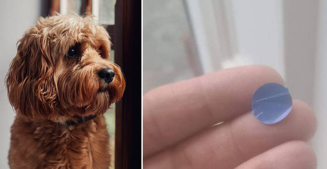 A dog owner has issued a warning after spotting the sticker (left: stock image)
