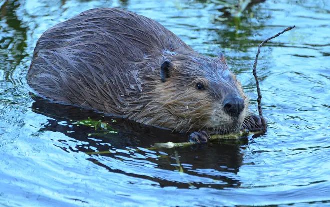 The name for November's full moon is believed to be connected to this time of the year when beavers build their winter dams