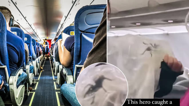 A spider was seen crawling around a plane