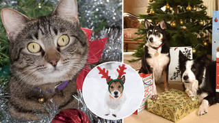 We've got loads of ideas for purr-fect Christmas presents for your pets
