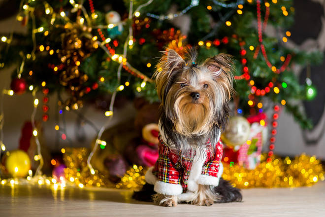 We've picked out some brilliant pet presents and festive treats